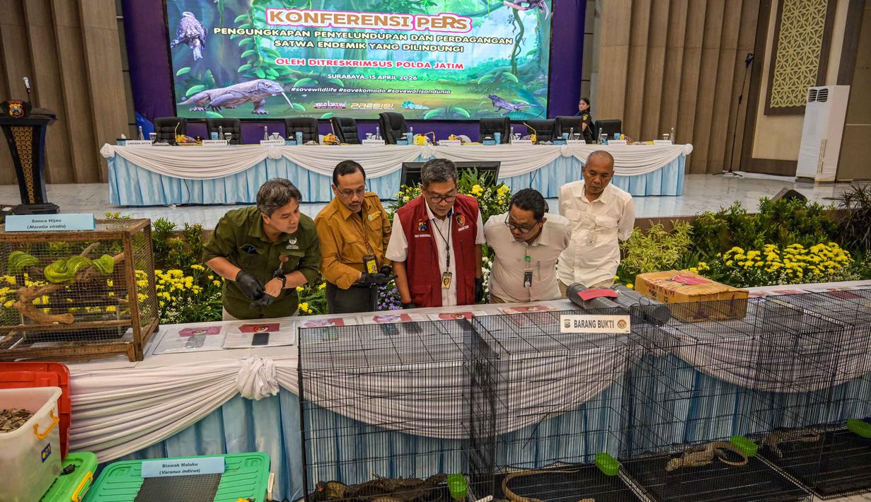 Sementara, lima pelaku lainnya terkait penyelundupan dan perdagangan satwa dilindungi lain seperti sisik trenggiling, kuskus talaud hingga ular sanca hijau. Tampak dalam foto, petugas badan konservasi alam dan kepolisian memperlihatkan barang bukti berupa beberapa hewan yang dilindungi, seperti; komodo, sisik trenggiling, elang hitam, biawak, kuskus, ular, dan kadal layar atau naga layar yang disita dari para tersangka di Markas Besar Kepolisian Daerah Jawa Timur di Surabaya pada Rabu 15 April 2026. (JUNI KRISWANTO/AFP)