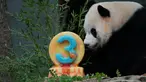 Panda Raksasa Xiao Qi Ji memakan kue "buah-buahan" ramah panda untuk merayakan ulang tahun ketiganya, di Kebun Binatang Nasional Smithsonian di Washington, DC, pada 21 Agustus 2023. (AFP/Stefani Reynolds)
