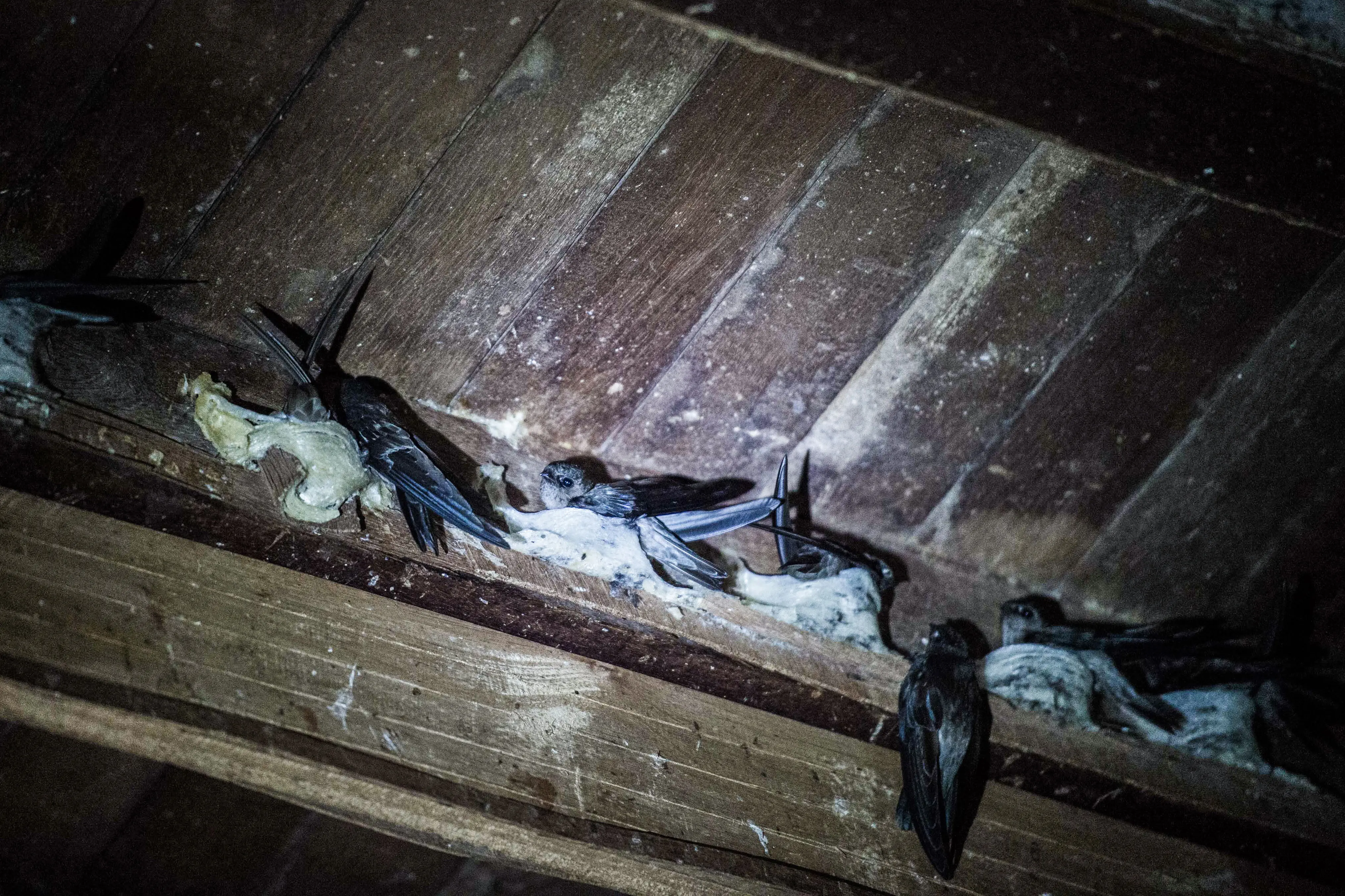 Sejumlah burung walet berada di sarangnya di kota Myeik, Myanmar, Rabu (10/5). Selain Myanmar, Indonesia juga mengalami peningkatan volume ekspor sarang burung walet ke Tiongkok. (AFP Photo/ Ye Aung Thu) 