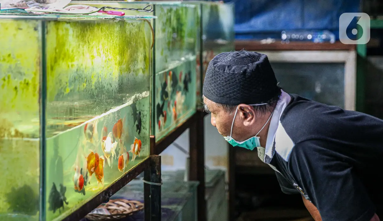 Warga melihat koleksi ikan hias yang dijual pedagang di Sentra Ikan Hias di Jalan Sumenep, Menteng, Jakarta, Sabtu (18/7/2020). Sentra ikan tersebut biasanya ramai dikunjungi warga setiap akhir pekan. (Liputan6.com/Faizal Fanani)
