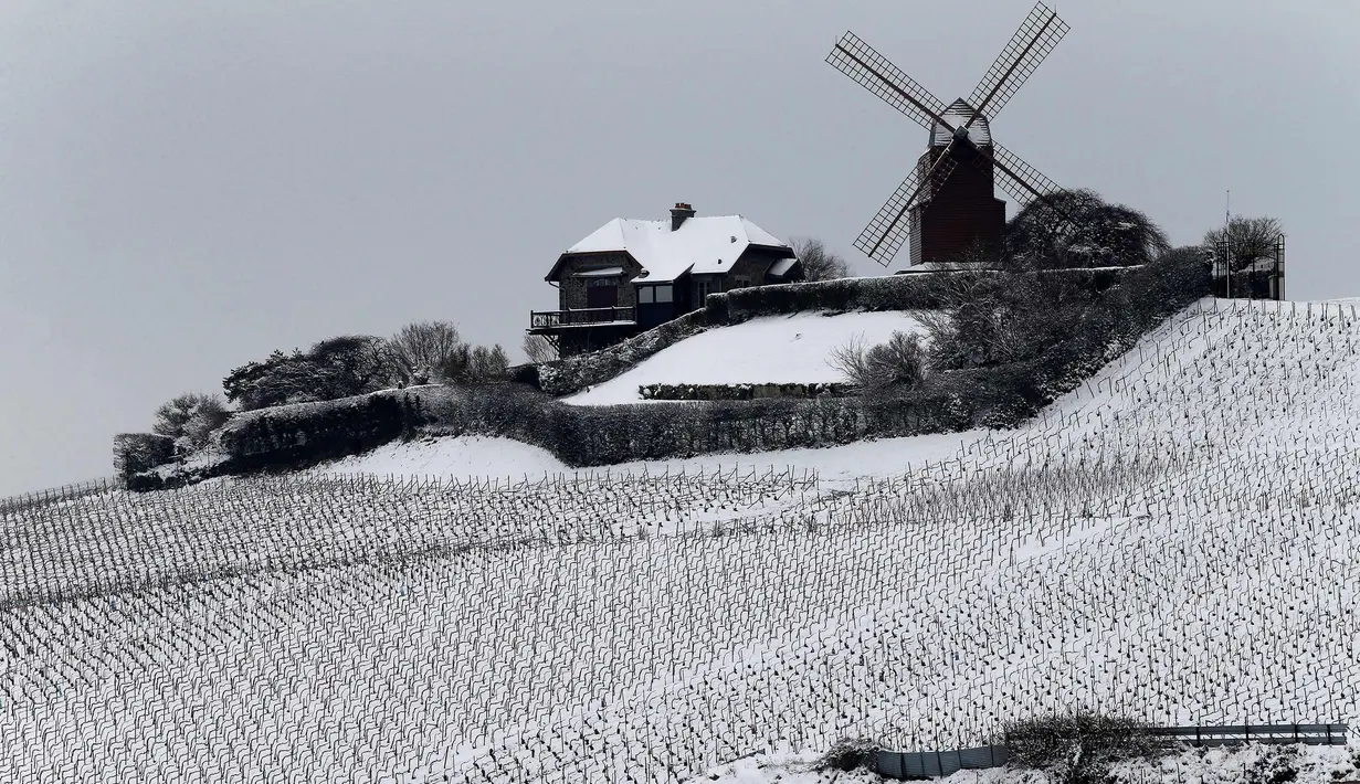 Sebuah kincir angin di Verzenay, dikelilingi oleh kebun anggur sampanye yang tertutup salju pada hari pertama musim semi di wilayah Champagne di Mailly-Champagne, dekat Reims, (19/3). (AFP Photo/Francois Nascimbeni)