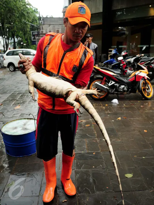 Petugas Dinas Kebersihan DKI menangkap seekor biawak yang terbawa banjir di kawasan Kemang, Jakarta Selatan, akibat luapan air Kali Krukut, Selasa (4/10). Setelah ditangkap, biawak itu dibawa ke kantor Kecamatan Mampang. (Liputan6.com/Gempur M Surya)