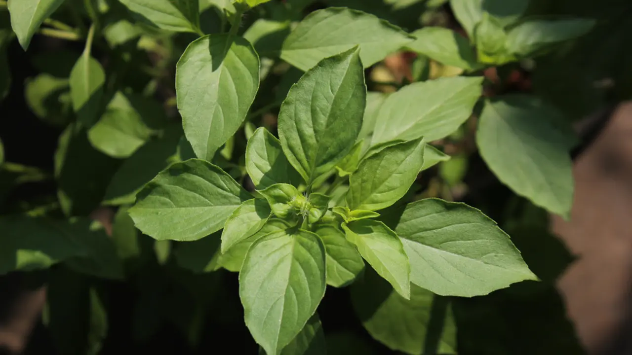 daun kemangi