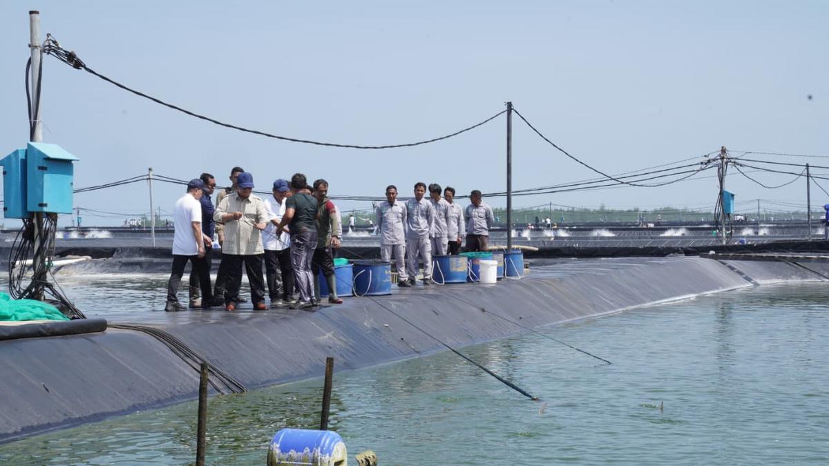 Presiden Prabowo Turun Langsung ke Tambak, Panen Udang Kebumen Tembus 40 Ton per Hektare