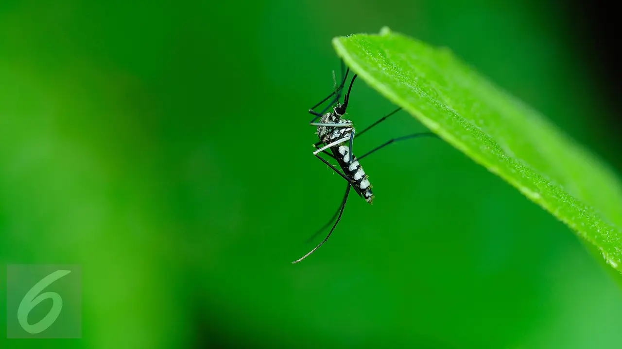 Nyamuk