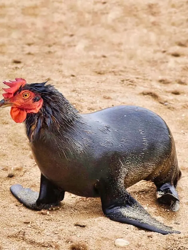 6 Editan Foto Ayam Gabung Hewan Lain Ini Unik Banget, Kocak