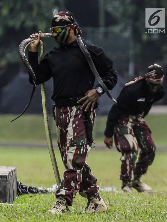 Personel Kopassus mengalungkan ular berbisa saat melakukan atraksi menjinakan satwa reptil itu pada Upacara Penyerahan Satuan di Lapangan Mako Kopassus, Jakarta, Jumat (23/3). Kopassus resmi dipimpin Mayjen TNI Eko Margyono. (Liputan6.com/Faizal Fanani)