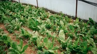 Panduan Budidaya Bayam di Pot agar Panen Cepat dan Melimpah
