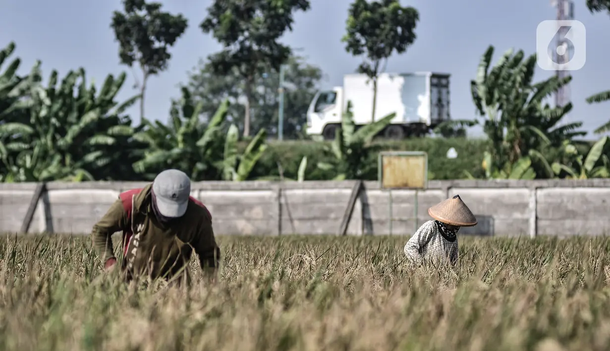 Aktivitas petani saat memanen padi di persawahan kawasan Rorotan, Jakarta, Kamis (30/7/2020). Rorotan merupakan wilayah di DKI Jakarta yang memiliki persawahan paling luas, yakni sekitar 420 hektare. (merdeka.com/Iqbal S. Nugroho)