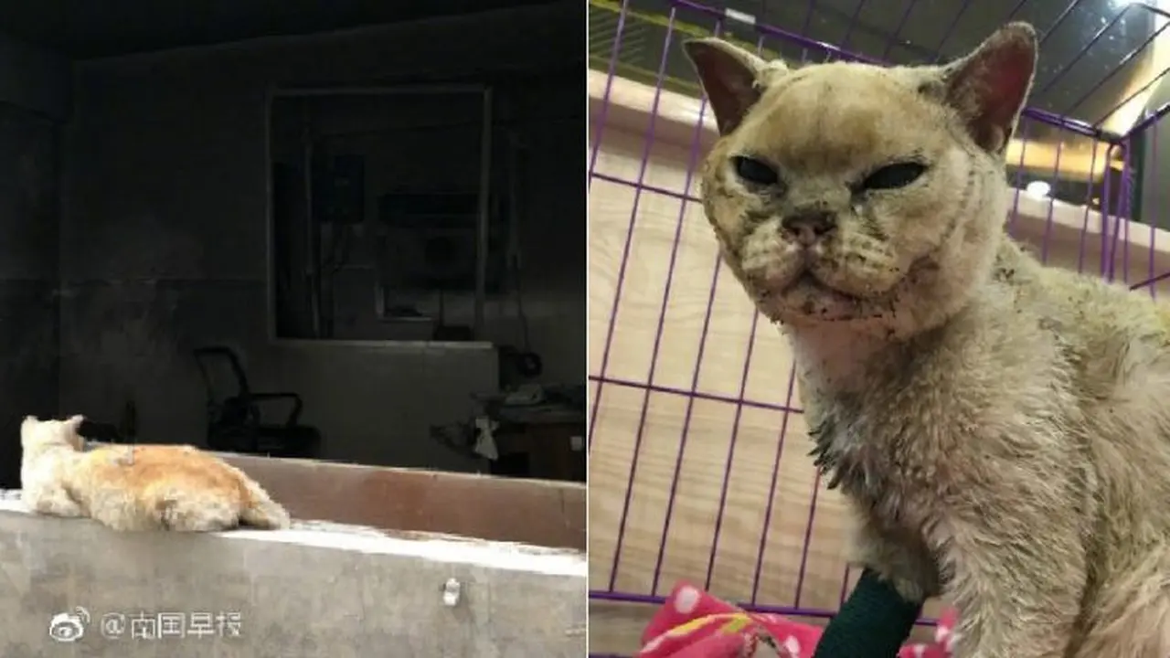 Kucing Setia Menolak Pergi Dari Rumah Pemiliknya yang Meninggal
