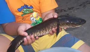 Cara Memasak Ikan Gabus agar Nutrisi Terjaga