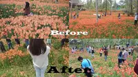 Gara-gara Pengunjung Selfie Taman Bunga Amaryllis Rusak Parah