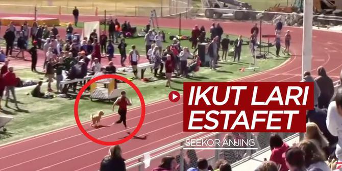 VIDEO: Lucunya Anjing Ikut Lomba Lari Estafet dan Terpaut Sedetik Lebih Lambat dari Rekor Usain Bolt