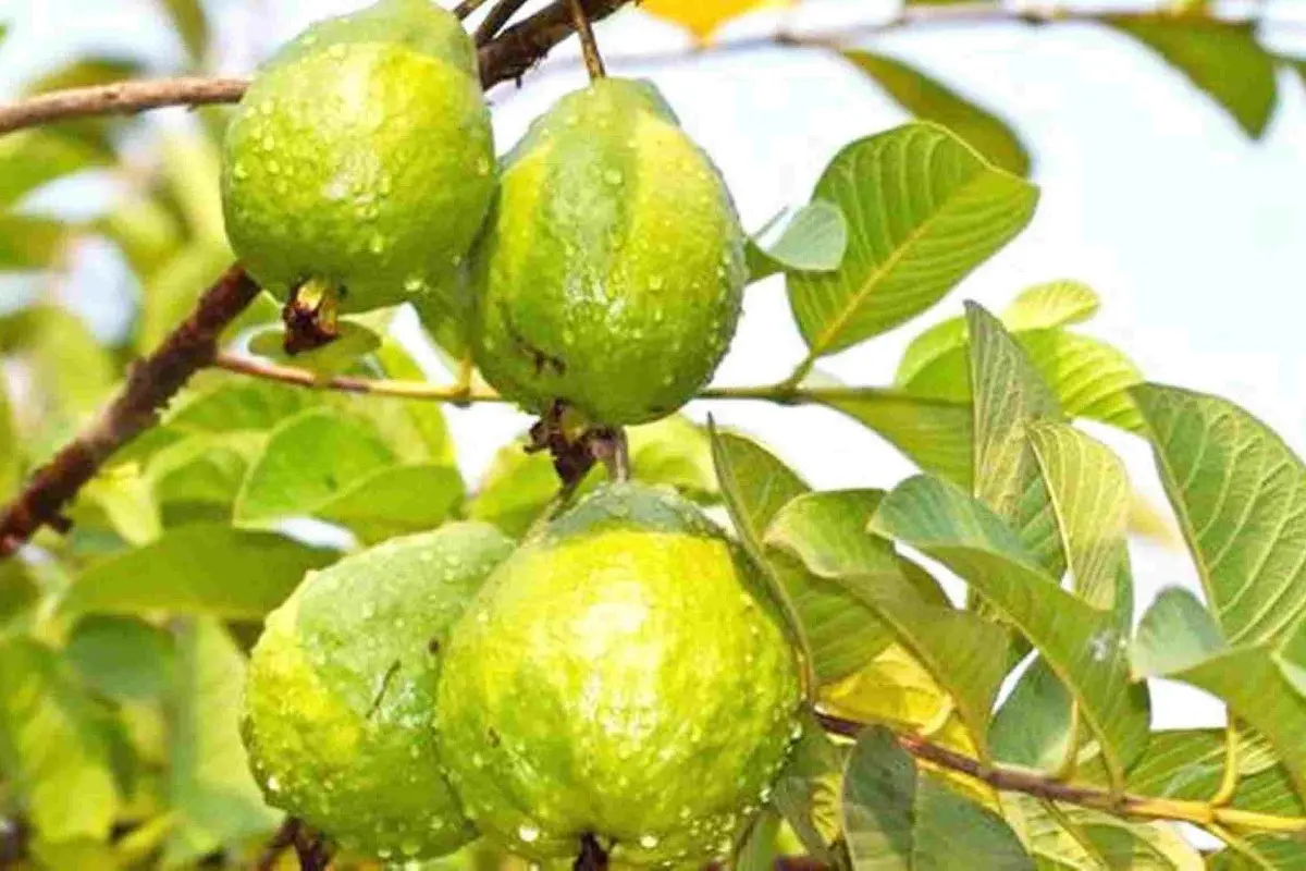 5 Obat Jerawat yang Bisa Kamu Temukan di Halaman Rumah