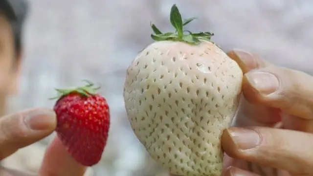 Strawberry White Jewel