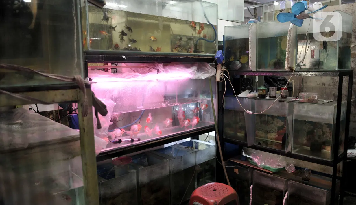 Aktivitas pedagang salah satu kios di Pusat Ikan Hias Johar Baru, Jakarta, Selasa (4/2/2020). Minimnya promosi menyebabkan pasar ikan hias yang dikelola Dinas Koperasi dan UMKM Provinsi DKI itu sepi pengunjung dan banyak pedagang merugi hingga akhirnya menutup kios. (merdeka.com/Iqbal Nugroho)