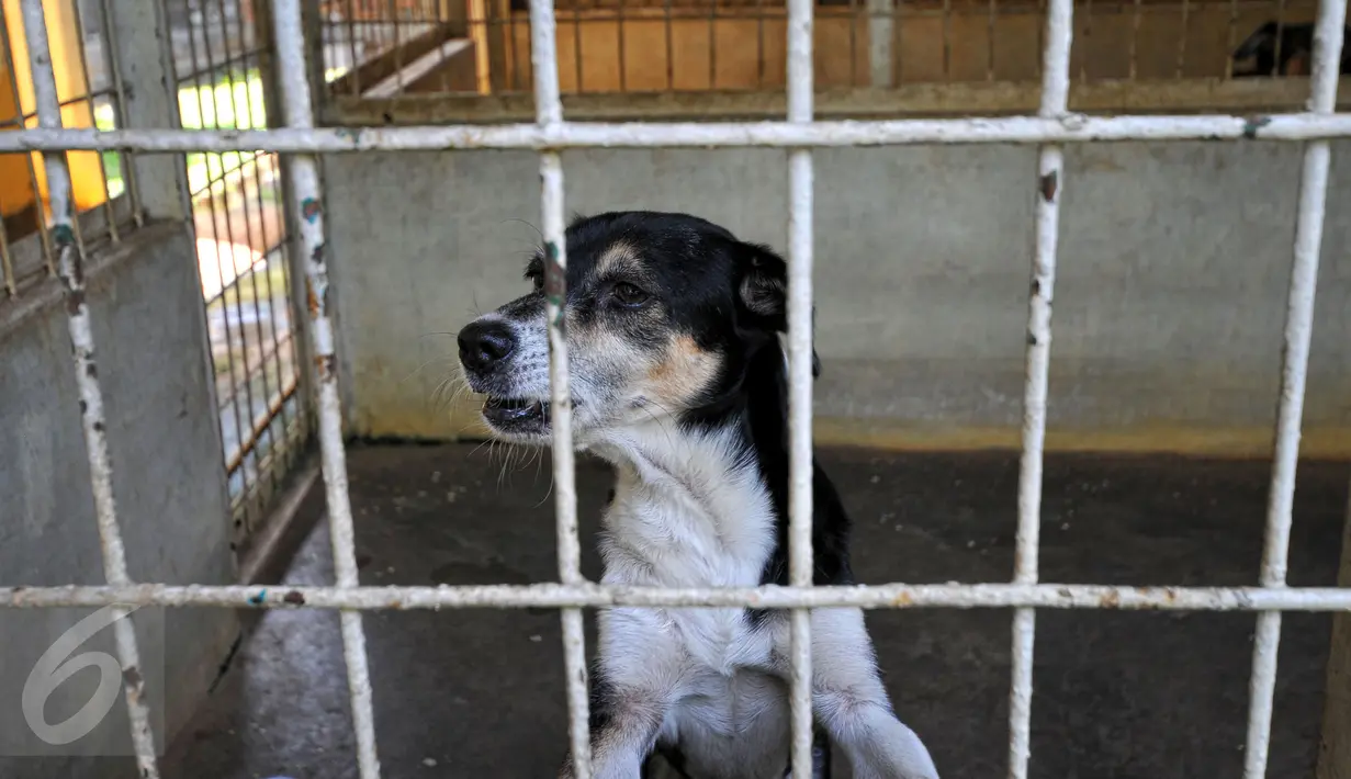 Seekor anjing tampak di dalam kandang Pondok Pengayom Satwa Jakarta (PPJS), Jakarta, Sabtu (18/7/2015). Tempat ini menjadi pilihan pemudik untuk menitipkan hewan kesayangannya. (Liputan6.com/Yoppy Renato)