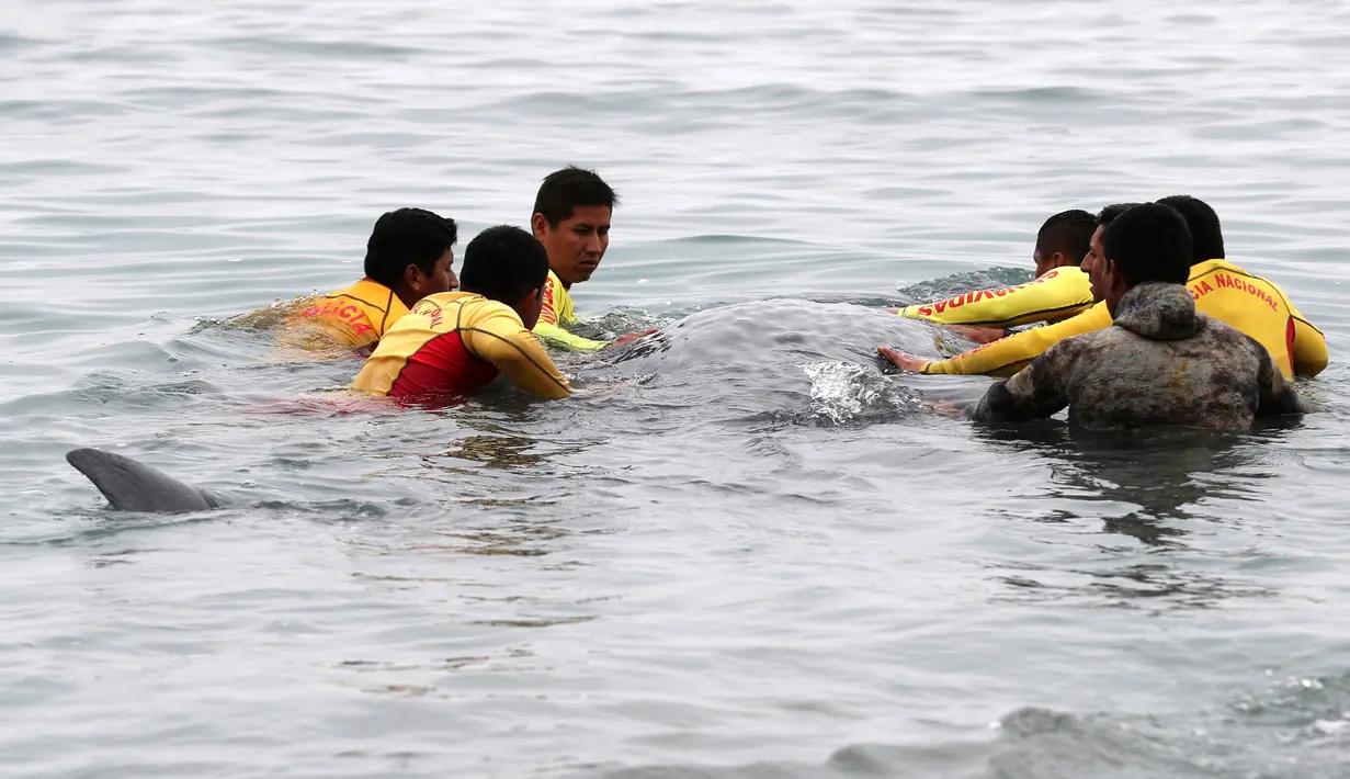 Petugas penyelamat membantu paus sperma terluka yang terdampar di perairan San Bartolo, Peru, Selasa (20/8/2019). Dokter hewan ORCA merawat dan kemudian mengembalikannya ke laut dengan bantuan personel penyelamat dan peselancar. (AP Photo/Martin Mejia)