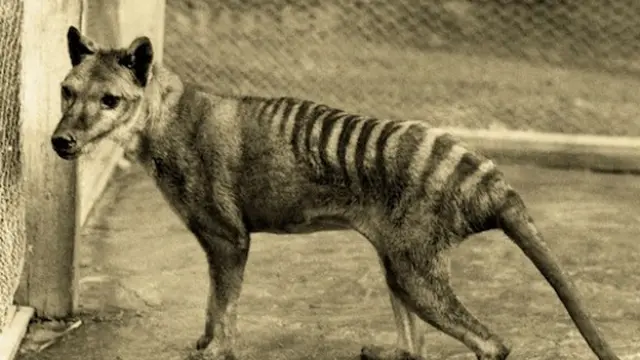 Harimau Tasmania 4