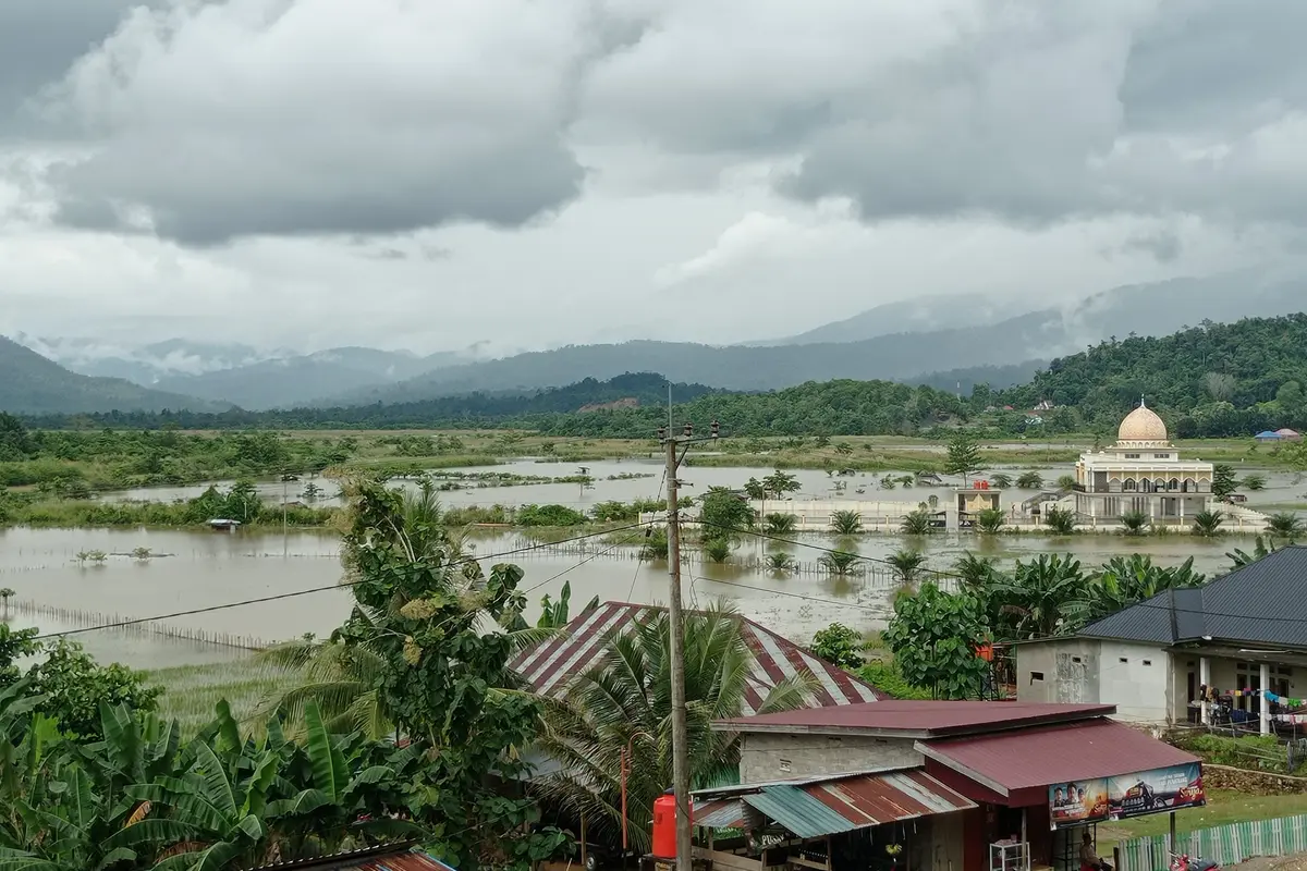 Banjir Konawe Utara sawah terendam ratusan hektar.