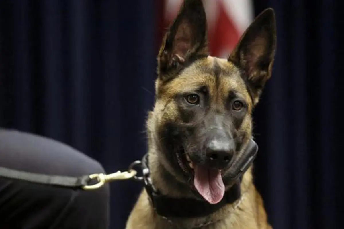 Ilustrasi anjing pelacak (AFP)