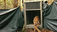 Harimau sumatra keluar dari kandang untuk dilepasliarkan ke hutan konservasi oleh BBKSDA Riau. (Liputan6.com/Dok BBKSDA Riau)