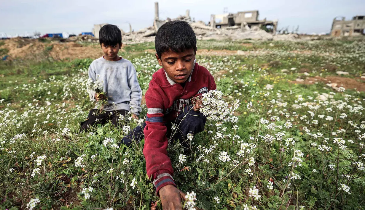 Seorang anak laki-laki memetik bunga dari ladang di dekat bangunan yang hancur di kamp pengungsi Palestina Nuseirat di utara Deir al-Balah, Jalur Gaza tengah pada 29 Januari 2026. Sebuah penelitian terbaru yang dipimpin oleh Universitas Cambridge dan dirilis pada awal Januari 2026 memperingatkan adanya risiko serius munculnya generasi yang hilang di Gaza. (EYAD BABA/AFP)