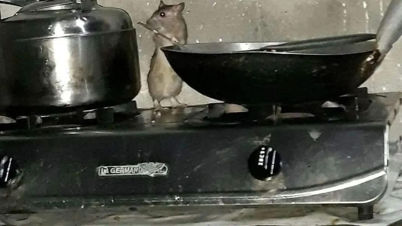 9 Potret kelakuan tikus bak Ratatouille versi dagelan