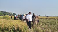 Presiden Joko Widodo atau Jokowi saat meninjau panen padi di Kabupaten Subang, Jawa Barat, Minggu (8/10/2023). (Liputan6.com/Lizsa Egeham)