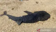 Misteri Anak Hiu Paus Mati di Kendari