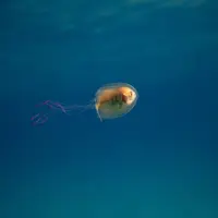 Pemandangan unik dan langka ada ikan terperangkap ubur-ubur  (foto : istimewa)