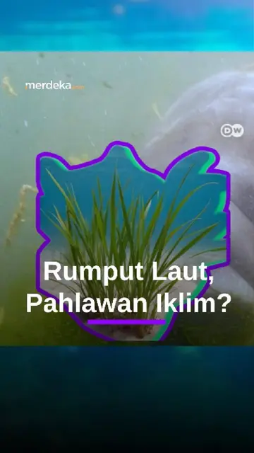 Peran Rumput Laut dalam Menyerap Karbon dan Ancaman yang Dihadapi #Merdekadotcom #Mdkdw26