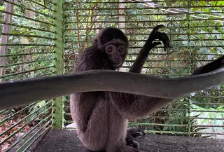 Owa Kurus Tak Bersuara yang Diselamatkan dari Kandang Ayam di Kaltim  (Abdul Jalil/Liputan6.com)