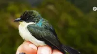 Burungbuah Satin yang ditemukan di kawasan pegunungan Kumawa, Papua Barat (dok.instagram/@lipiindonesia/https://www.instagram.com/p/CQQX2KQDO14/Komarudin)