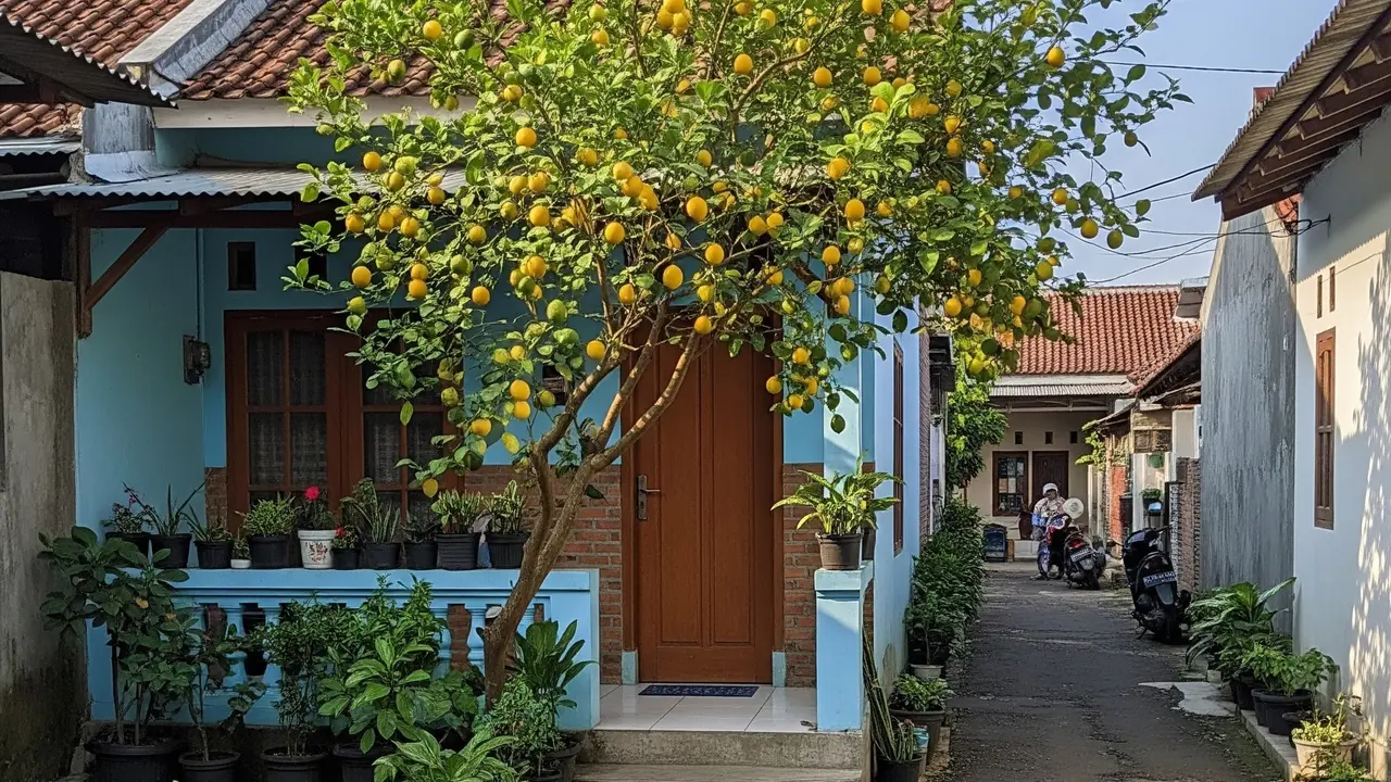 9 Pohon yang Cocok untuk Rumah Gang Sempit, Pilihan Aman Lahan Terbatas