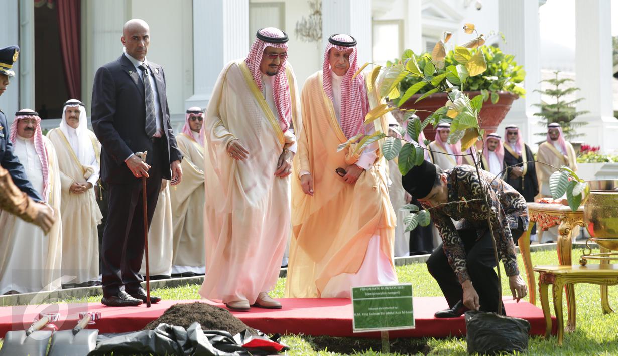 Presiden Jokowi menyiapkan pohon yang akan ditanam Raja Salman di halaman tengah Istana Merdeka, Jakarta, Kamis (2/3). (Liputan6.com/Angga Yuniar)