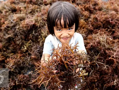 Seorang anak menunjukkan hasil panen petani rumput laut selama 40 hari di Kelurahan Manggar, Balikpapan Timur, Jumat (15/4). Program CSR Pertamina telah mensejahterakan masyarakat di RT.53 Kelurahan Manggar. (Liputan6.com/Fery Pradolo)