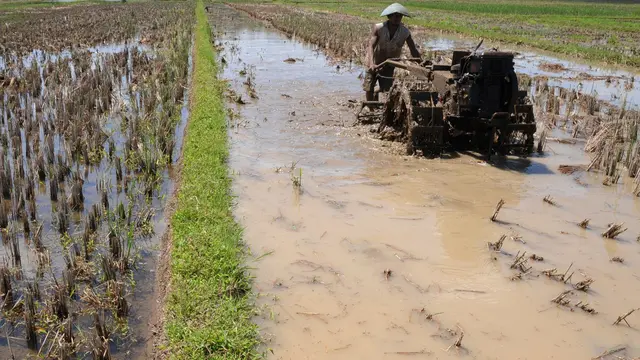 Sawah (Ilustrasi)