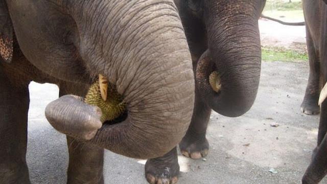 Tak Tahan Godaan Bau Durian, Gajah di Thailand Rampok Toko Warga