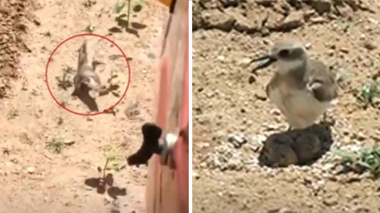 Induk Burung Lindungi Telurnya dari Traktor