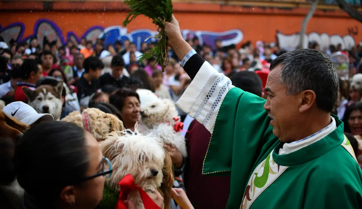 Pendeta Meksiko Moises memberkati hewan di Gereja San Pablo Ermitano, di lingkungan Izimapalapa, Mexico City, Meksiko (22/1). Santo Anthony ini dirayakan umat Katolik pada pertengahan bulan Januari setiap tahunnya. (AFP Photo/Ronaldo Schemidt)