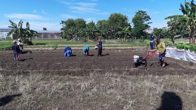 Terapi Bertani Menyehatkan Jiwa ala Puskesmas Kasihan II Bantul