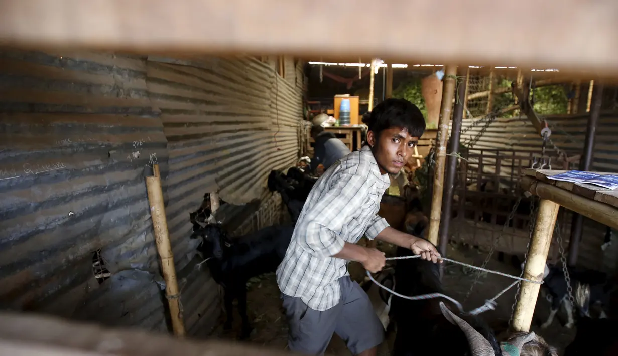Seorang pria menarik kambing dari kandang untuk dijual selama perayaan festival keagamaan bagi umat Hindu di Nepal, Kamis (15/10/2015).  Kambing ini akan dijual untuk dikorbankan dalam peringatan festival keagamaan ini. (REUTERS/Navesh Chitrakar)