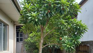 Pohon Buah dengan Batang yang Ramping untuk Lahan Rumah Sempit (Image by Gemini AI)