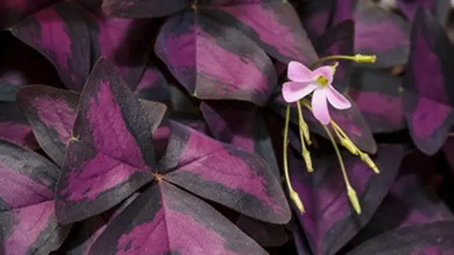 Oxalis