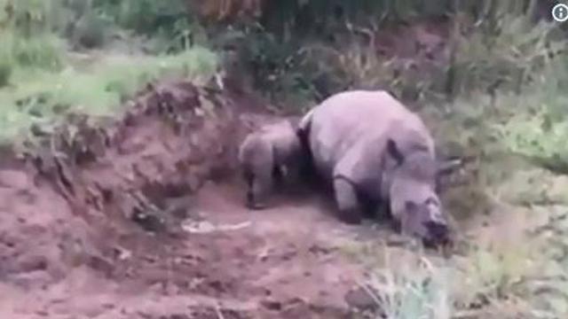 Haru, Anak Badak Coba Bangunkan Ibunya yang Mati Dibunuh