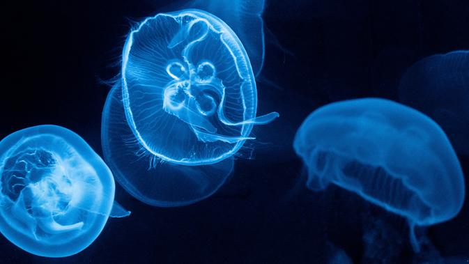 Bahaya Tersembunyi Langkawi: Bocah Rusia Tewas Akibat Sengatan Ubur-ubur