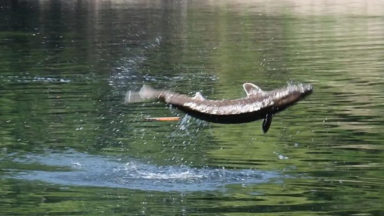Diserbu Ikan 'Prasejarah' Sungai, Bocah 5 Tahun Tewas