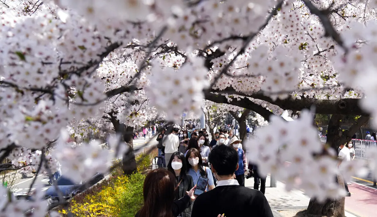 Para pengunjung yang mengenakan masker berjalan di bawah bunga sakura yang mekar penuh di Seoul, Korea Selatan, 10 April 2022. (AP Photo/Lee Jin-man)