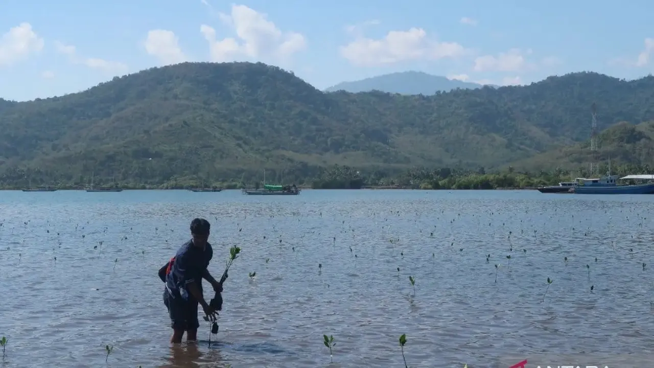 Warga melakukan aktivitas penanaman bibit pohon mangrove di Labuan Alas, Kabupaten Sumbawa, Nusa Tenggara Barat (NTB).